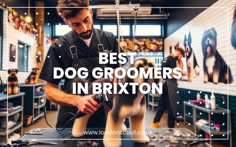 → Best Dog Groomers in Brixton Grooming Spots Your Dog Will Love 2024 LondonScout