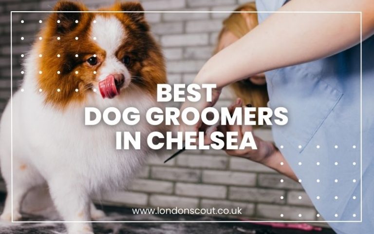 Best Dog Groomers in Chelsea