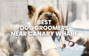 Best Dog Groomers near Canary Wharf