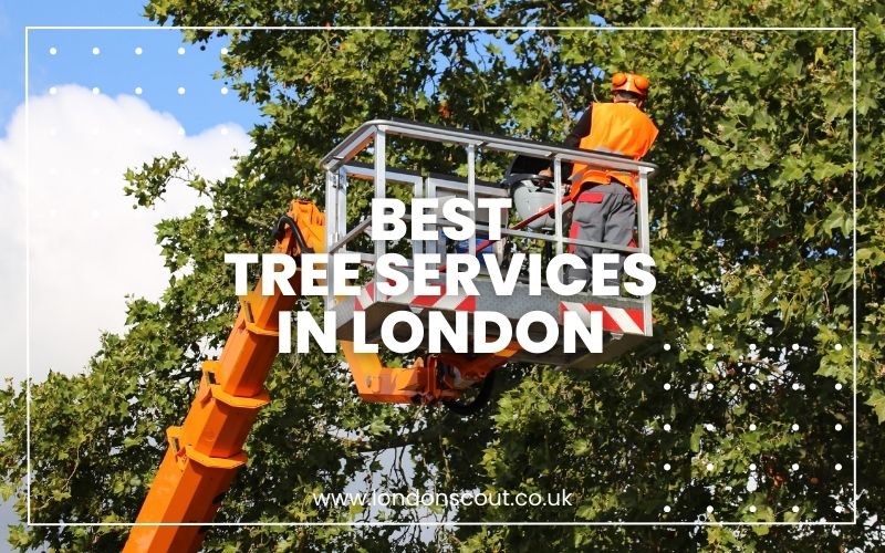 → 2024 Guide Best Tree Services in London for Stunning View LondonScout